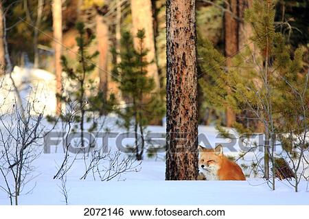 Red Fox In The Snow, Yukon View Large Photo Image Stock Photograph - Red Fox In The Snow, Yukon. Fotosearch