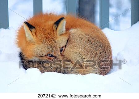 Red Fox Laying In Snow On A Porch, Teslin, Yukon View Large Photo Image Stock Image - Red Fox Laying In Snow On A Porch, Teslin, Yukon. Fotosearch
