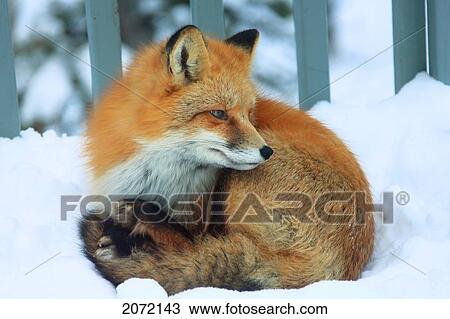 Red Fox Laying In Snow On A Porch, Teslin, Yukon View Large Photo Image Stock Image - Red Fox Laying In Snow On A Porch, Teslin, Yukon. Fotosearch