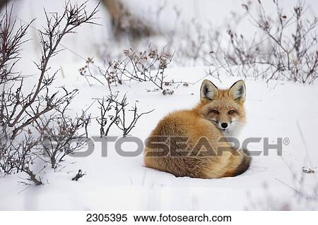 Stock Photography - Red Fox Laying In The Snow; Churchill Manitoba Canada. Fotosearch