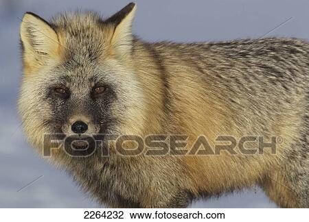 Stock Image - Red fox looking at the camera; yukon canada. Fotosearch