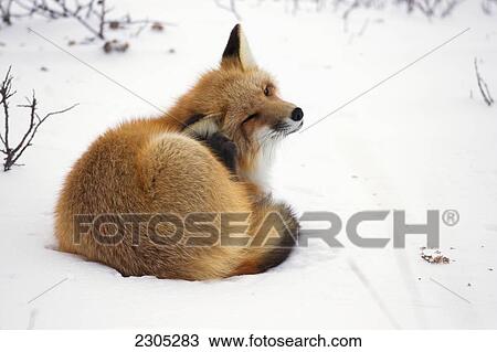 Red Fox Scratching His Ear While Laying In The Snow; Churchill Manitoba Canada View Large Photo Image Stock Image - Red Fox Scratching His Ear While Laying In The Snow; Churchill Manitoba Canada. Fotosearch