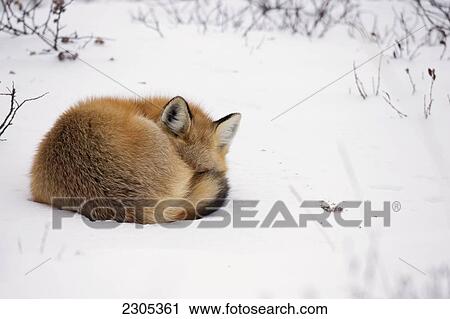 Red Fox Sleeping In The Snow; Churchill Manitoba Canada View Large Photo Image Stock Image - Red Fox Sleeping In The Snow; Churchill Manitoba Canada. Fotosearch