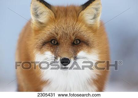 Stock Image - Red Fox Staring At The Camera; Churchill Manitoba Canada. Fotosearch