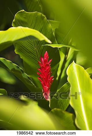 Stock Image - Red Ginger Flower Between Green Leaves.. Fotosearch