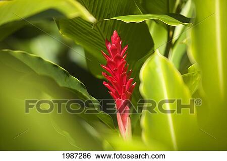 Stock Photograph - Red Ginger Flower Between Green Leaves.. Fotosearch