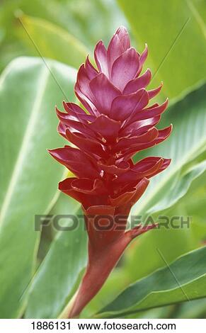 Stock Image - Red Ginger Flower, Close Up. Fotosearch