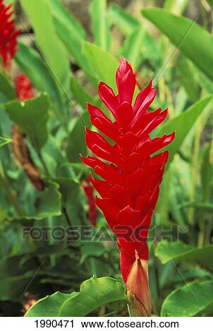 Stock Image - Red Ginger Flower On Plant. Fotosearch