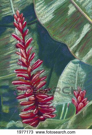 Stock Image - Red Ginger, Red Blossoms Among Green Leaves (Pastel).. Fotosearch