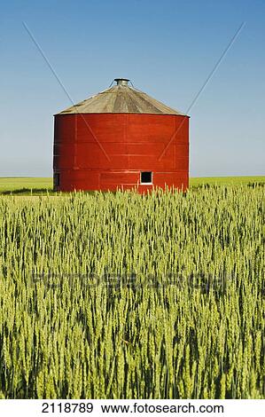 Red Grain Bin In Wheat Field; Sceptre Saskatchewan Canada View Large Photo Image Stock Photo - Red Grain Bin In Wheat Field; Sceptre Saskatchewan Canada. Fotosearch