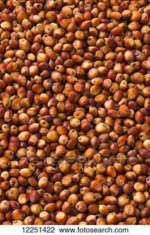 Stock Image - Red grain sorghum seeds after harvest. Fotosearch