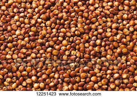 Red grain sorghum seeds after harvest View Large Photo Image Stock Image - Red grain sorghum seeds after harvest. Fotosearch
