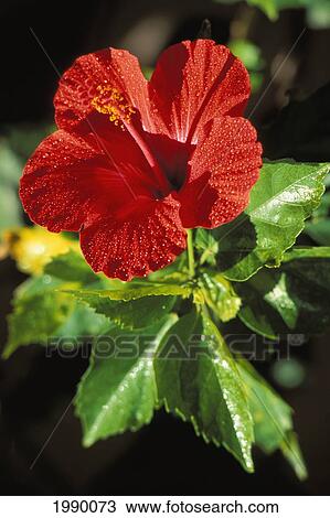 Stock Image - Red Hibiscus Flower On Plant. Fotosearch