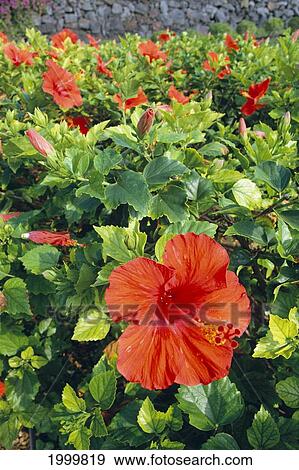 Red Hibiscus Hedge, Bush With Many Flowers And Buds, One In Front C1671 View Large Photo Image Stock Photo - Red Hibiscus Hedge, Bush With Many Flowers And Buds, One In Front C1671. Fotosearch