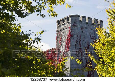Stock Photo - Red ivy growing up stone castle turret framed by trees with blue sky; County Clare, Ireland. Fotosearch
