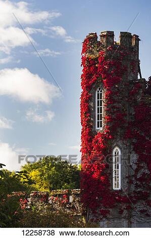 Red ivy growing up stone castle turret with blue sky and clouds; County Clare, Ireland View Large Photo Image Stock Photo - Red ivy growing up stone castle turret with blue sky and clouds; County Clare, Ireland. Fotosearch