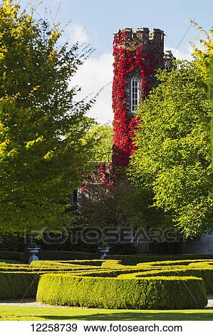 Stock Photo - Red ivy growing up stone castle turret framed by trees with manicured gardens and blue sky; County Clare, Ireland. Fotosearch