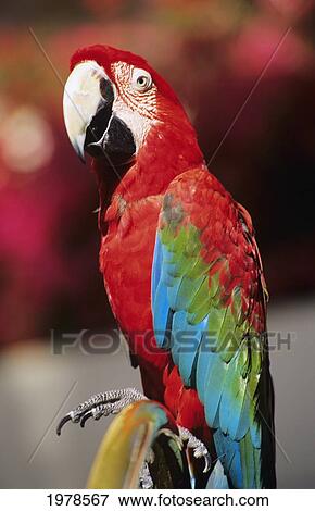 Red Macaw Parrot Closeup. View Large Photo Image Stock Photo - Red Macaw Parrot Closeup.. Fotosearch