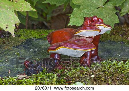 Red Mushroom Or Fungus On A Dead Tree Stump In A Forest; Ontario Canada View Large Photo Image Stock Image - Red Mushroom Or Fungus On A Dead Tree Stump In A Forest; Ontario Canada. Fotosearch