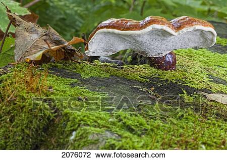 Red Mushroom Or Fungus On A Dead Tree Stump In A Forest; Ontario Canada View Large Photo Image Stock Image - Red Mushroom Or Fungus On A Dead Tree Stump In A Forest; Ontario Canada. Fotosearch