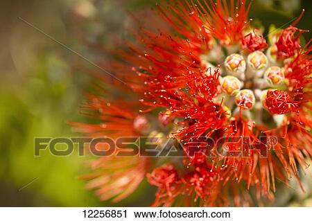 Red Ohia Lehua blossom (Metrosideros polymorpha); Maui, Hawaii, United States of America View Large Photo Image Stock Image - Red Ohia Lehua blossom (Metrosideros polymorpha); Maui, Hawaii, United States of America. Fotosearch