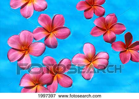 Stock Photo - Red Plumeria Flower Floating On Water Surface A23J. Fotosearch