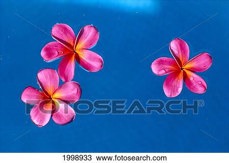 Red Plumeria Flowers Floating On Water Surface B1586 View Large Photo Image Stock Image - Red Plumeria Flowers Floating On Water Surface B1586. Fotosearch