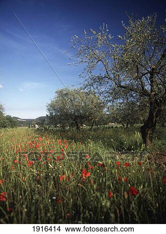 Picture - Red Poppies. Fotosearch
