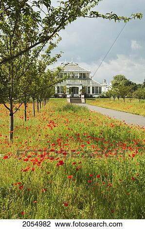 Red Poppy Field & Temperate House, Royal Botanic Gardens, Kew, Surrey, England, United Kingdom View Large Photo Image Stock Image - Red Poppy Field & Temperate House, Royal Botanic Gardens, Kew, Surrey, England, United Kingdom. Fotosearch