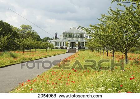 Stock Photo - Red Poppy Field & Temperate House, Royal Botanic Gardens, Kew, Surrey, England, United Kingdom. Fotosearch