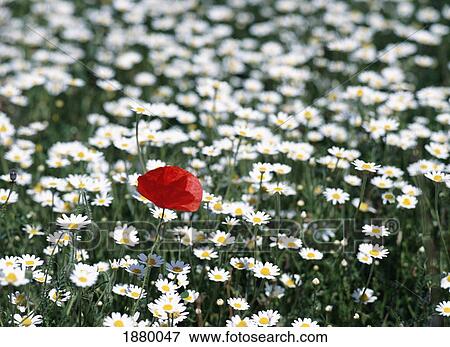 Red Poppy In Field Of Daisies View Large Photo Image Stock Photo - Red Poppy In Field Of Daisies. Fotosearch