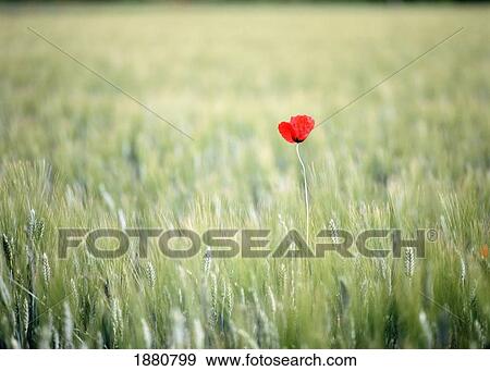 Red Poppy In Wheat Field View Large Photo Image Stock Photo - Red Poppy In Wheat Field. Fotosearch