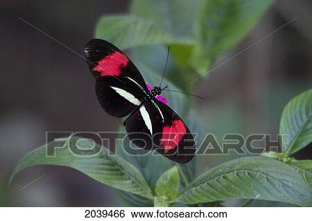 Stock Photograph - Red Postman (Heliconius Erato) Butterfly, Biocentro Guembe, Santa Cruz, Bolivia. Fotosearch