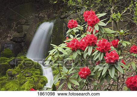 Red Rhododendrons With Waterfall View Large Photo Image Stock Photo - Red Rhododendrons With Waterfall. Fotosearch