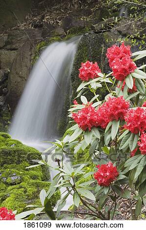 Stock Photo - Red Rhododendrons With Waterfall. Fotosearch