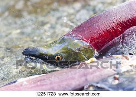 Stock Photo - Red Salmon (Oncorhynchus nerka) close behind dead fish; Paxson, Alaska, United States of America. Fotosearch