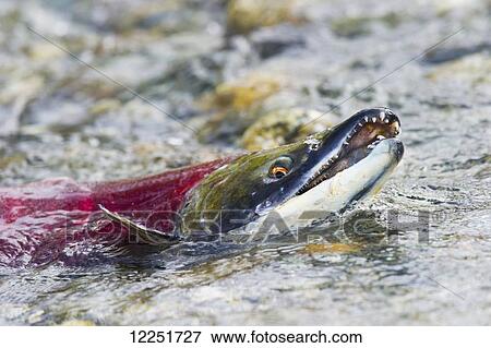 Stock Photo - Red salmon (Oncorhynchus nerka) with mouth open; Paxson, Alaska, United States of America. Fotosearch