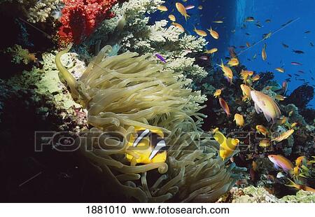 Stock Image - Red Sea Anemone Fish (Amphiprion Bicinctus) In Anemone. Fotosearch