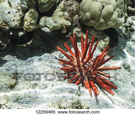 Red slate pencil urchin (Heterocentrotus mammillatus) in shallow water; Kona, Island of Hawaii, Hawaii, United States of America View Large Photo Image Stock Photography - Red slate pencil urchin (Heterocentrotus mammillatus) in shallow water; Kona, Island of Hawaii, Hawaii, United States of America. Fotosearch