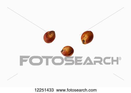 Stock Image - Red sorghum seeds on a white background. Fotosearch