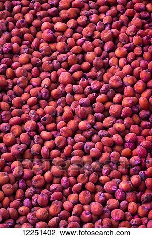 Stock Image - Red sorghum seeds that have been treated with an anti-fungal coating for planting. Fotosearch