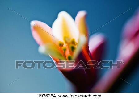 Picture - Red Spangles Heuchera Blossom On Stem.. Fotosearch