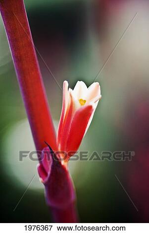 Red Spangles Heuchera Blossom On Stem. View Large Photo Image Stock Photo - Red Spangles Heuchera Blossom On Stem.. Fotosearch