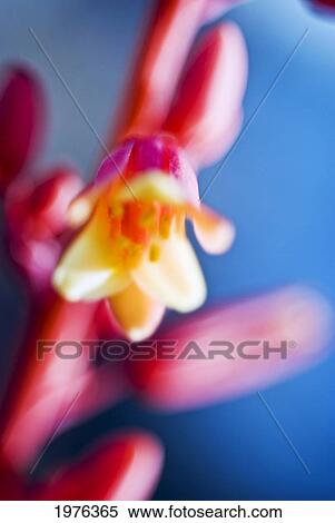 Red Spangles Heuchera Blossom On Stem. View Large Photo Image Stock Photography - Red Spangles Heuchera Blossom On Stem.. Fotosearch