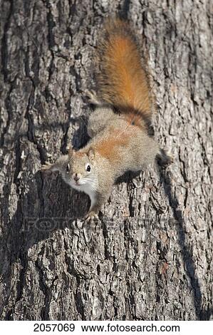 Red Squirrel Climbing Down A Tree, Ontario View Large Photo Image Stock Photo - Red Squirrel Climbing Down A Tree, Ontario. Fotosearch