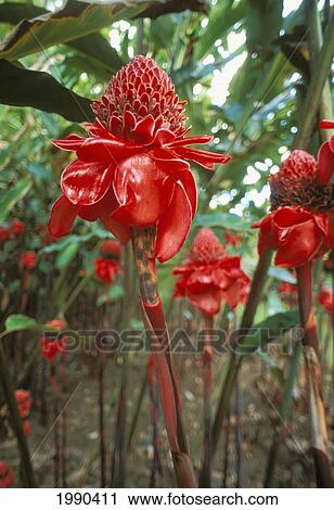 Stock Image - Red Torch Gingers Surrounded By Other Plants. Fotosearch