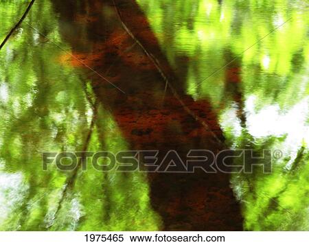 Stock Photography - Red Tree 2, Massachusetts, Seekonk, Caratunk Wildlife Refuge, Green And Red Tree Reflections In Water.. Fotosearch