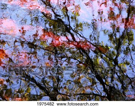 Red Trees 2, Massachusetts, Seekonk, Caratunk Wildlife Refuge, Ripples And Reflections On Water Surface. View Large Photo Image Stock Image - Red Trees 2, Massachusetts, Seekonk, Caratunk Wildlife Refuge, Ripples And Reflections On Water Surface.. Fotosearch