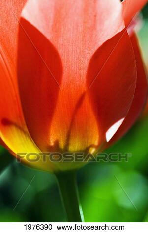 Stock Image - Red Tulip (Tulipa Cultivars), Close-Up Of Blossom And Stem.. Fotosearch
