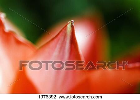 Stock Image - Red Tulip (Tulipa Cultivars), Extreme Close-Up On Petals.. Fotosearch